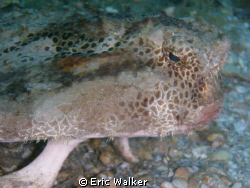 The Bat Fish by Eric Walker 